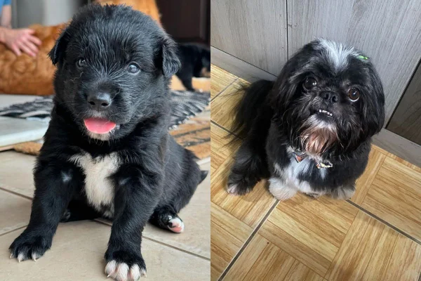 Montagem de duas imagens coloridas de shih tzu e seu filhote