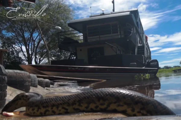 Foto colorida de anaconda-amarela, no Pantanal - Metrópoles