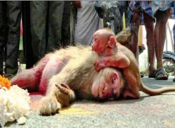 Bebê macaco chora sobre corpo da mãe morta e sensibiliza internautas