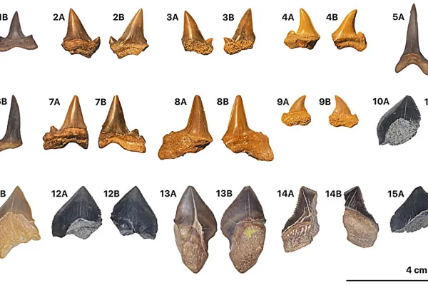 Imagem colorida mostra dentes de tubarão extintos - Metrópoles