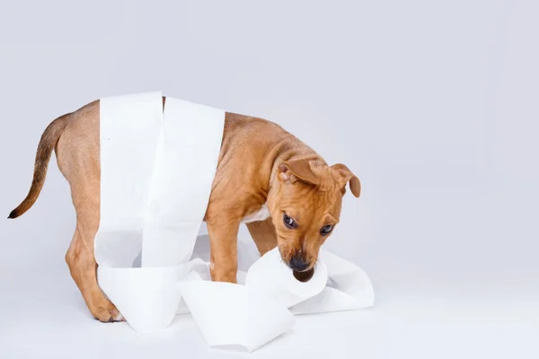 Cachorro com rolo de papel higiênico