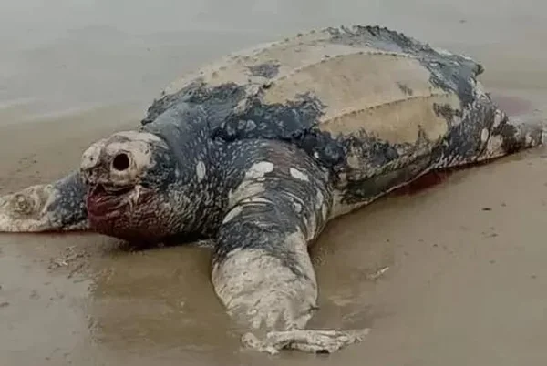 Tartaruga de quase dois metros é encontrada morta em SC