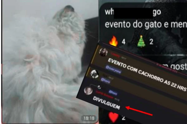 Montagem de reprodução de mensagen nno Discord e foto de cachorro branco - Metrópoles