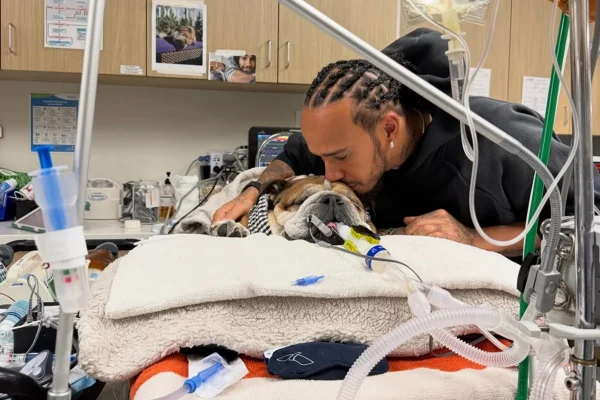 Lewis Hamilton emociona ao contar que seu pet, Roscoe, teve parada cardíaca - Metrópoles