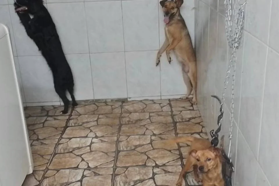 Os animais lutavam para não serem enforcados Os animais lutavam para não serem enforcados