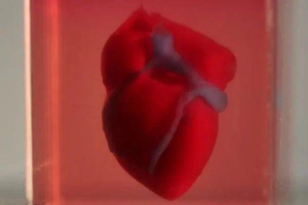 Cientistas criam mini-coração impresso em 3D com tecido humano