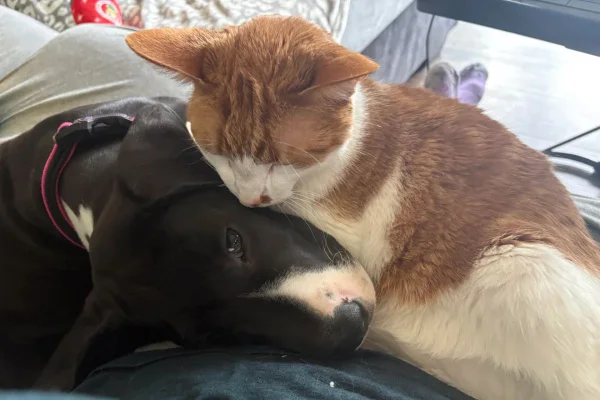 gato e charro dormindo juntos