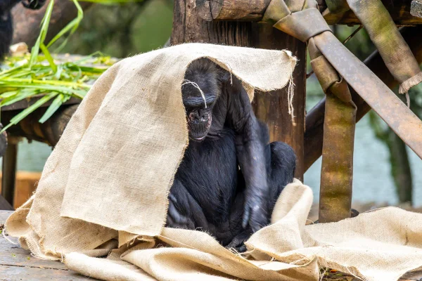 Imagem colorida mostra chimpanzé com cobertor - Metrópoles