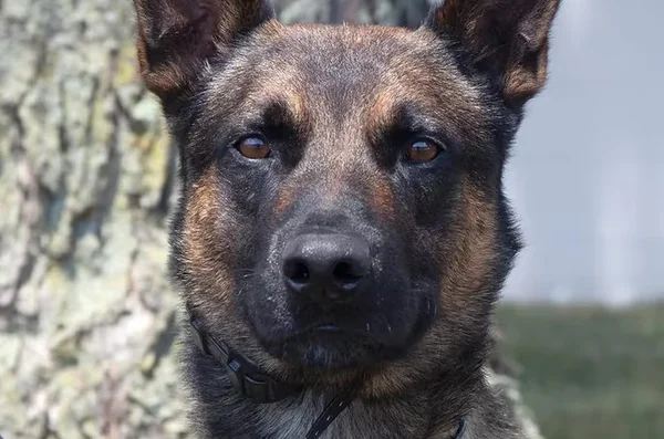 Imagem colorida do cão Yoda, pastor-belga de Malinois, usado na captura do brasileiro foragido nos EUA, Danilo Cavalcante - Metrópoles