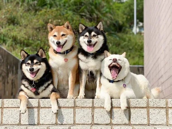 Cachorros posando para fotos