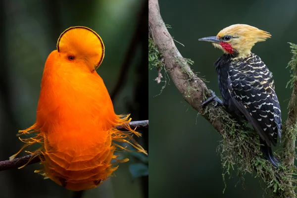 Entre espera e o instante: desafios de fotografar aves raras no Brasil
