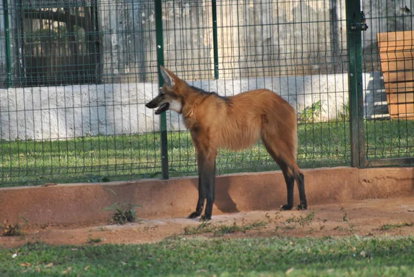 Animais encontrados no DF e levados ao Zoológico serão devolvidos à natureza na segunda-feira (18/1)
