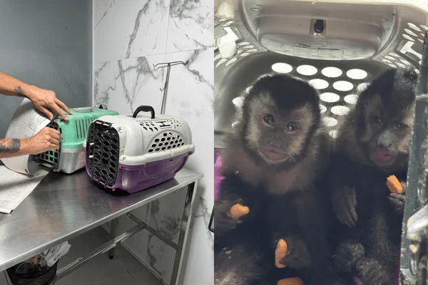 Imagem colorida de macacos presos em uma gaiola - Metrópoles