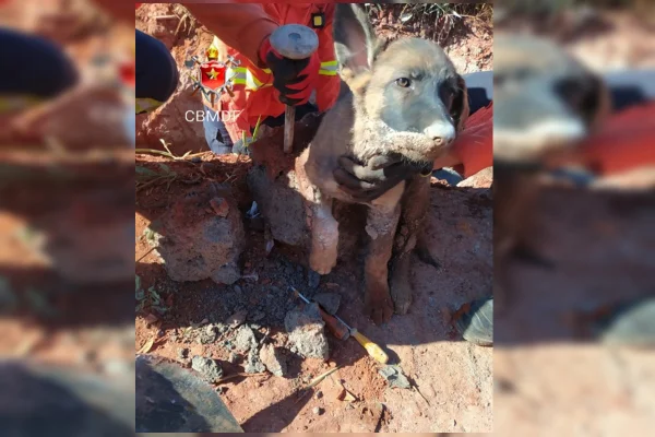resgate de animal preso em concreto no Paranoá