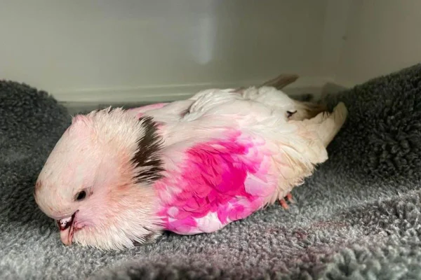 pombo branco tingido de rosa