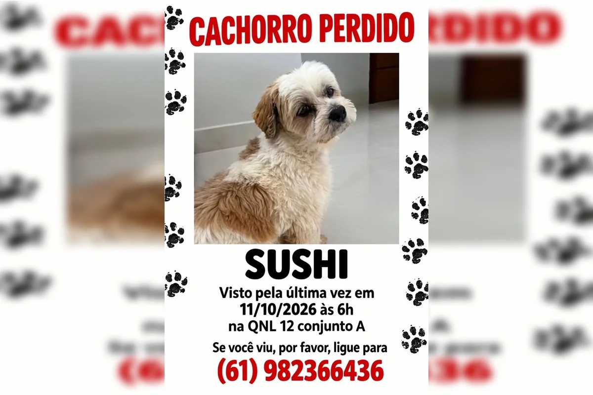 Onde está Sushi? Família procura por cachorro que fugiu em Taguatinga