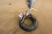 Dead fish found in South Carolina with a tire stuck in its beak Dead fish found in South Carolina with a tire stuck in its beak