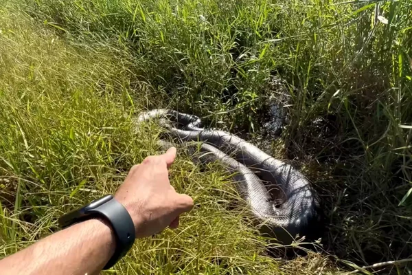Brasileiros podem ter achado a maior sucuri do mundo em MG; conheça