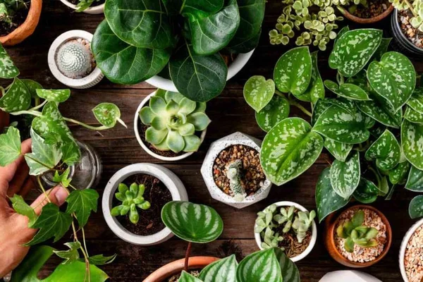 Varias plantas no chão para casa