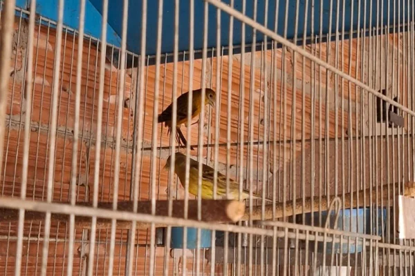Dois pintagóis eram mantidos em cativeiro em Anhumas (SP) - Metrópoles