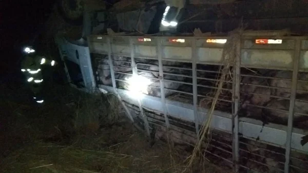 Caminhão carregado com porcos capota na BR-251 e muitos animais morrem