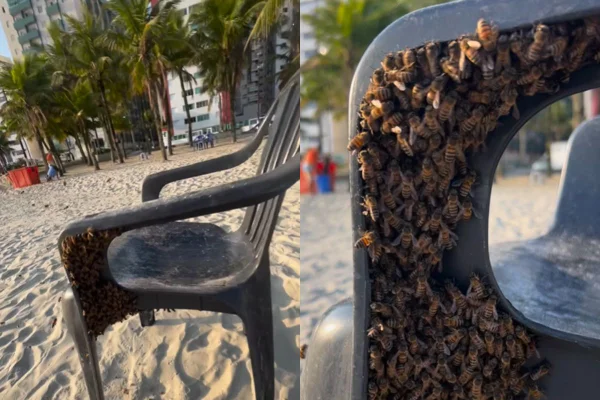 Banhistas da praia Canto do Forte se deparam com enxame de abelhas em cadeira de plástico. Imagens foram publicadas nas redes sociais - Metrópoles