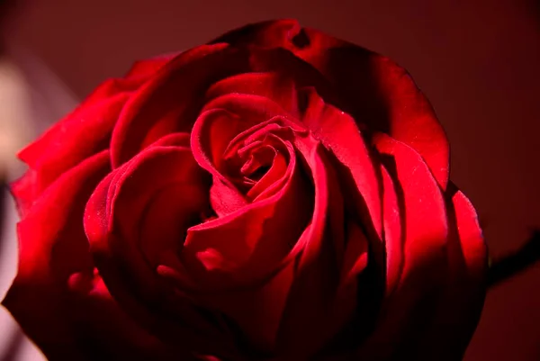 Rosa sex toy