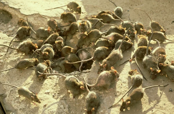 imagem colorida. Estudo liga aumento da temperatura com aumento da populaçaõ de ratos