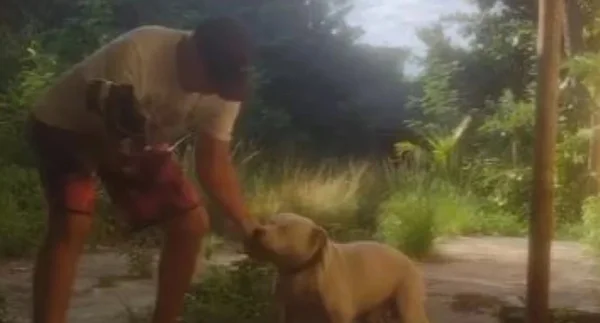 Cachorro agredido no Rio de Janeiro