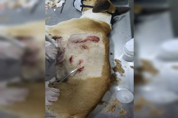 Vídeo. Cachorro é resgatado após ser esfaqueado diversas vezes no DF