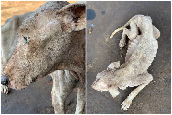 Imagem colorida mostra cadela em situação severa de desnutrição - Metrópoles