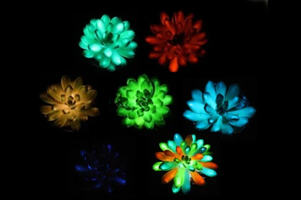 Plantas que brilham no escuro foram criadas por cientistas chineses suculentas (2)