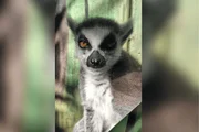 O lêmure vive no Projeto Selva Viva, em um ambiente adaptado às necessidades de sua espécie O lêmure vive no Projeto Selva Viva, em um ambiente adaptado às necessidades de sua espécie