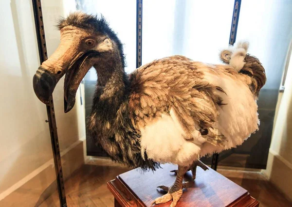 foto de um pássaro Dodô empalhado