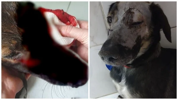 Cachorrinha é esfaqueada, abandonada e agora precisa de ajuda para viver