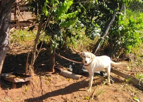 Cão com pelo branco amarrado com corda em grade metálica - Metrópoles
