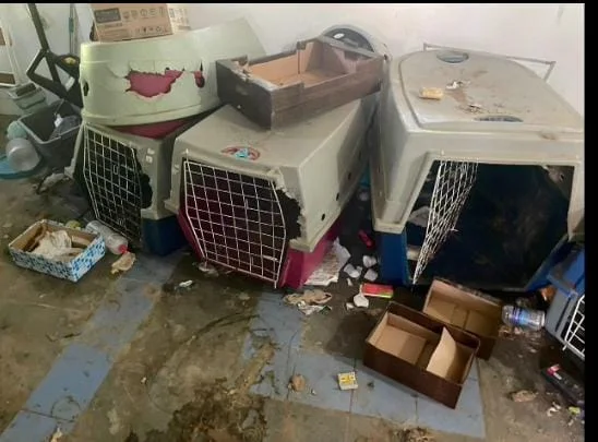 Imagem colorida mostra local onde 5 cachorros foram resgatados após denúncia de maus-tratos; um homem foi preso no local - Metrópoles