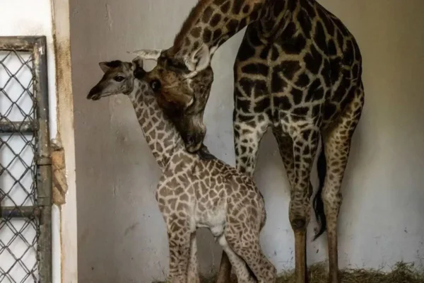 Filhote nasceu na quinta-feira (29/5), no zoológico de São Paulo. O público escolheu o nome do bebê girafa em comentários nas redes sociais - Metrópoles