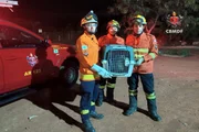 Bombeiros do 13º GBM realizam resgate de porco-espinho encontrado dentro da casa de um zelador na SQS 405