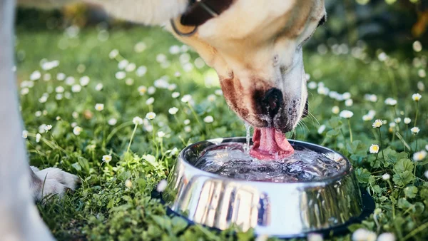 Mantenha seu pet hidratado! Saiba a quantidade ideal de água por dia
