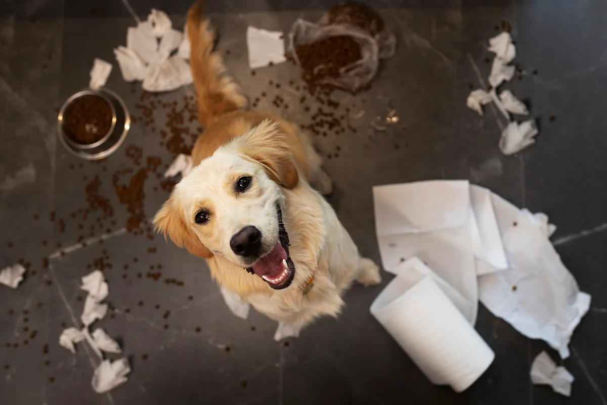 Saiba por que cachorros amam brincar com lixo e como evitar esse hábito