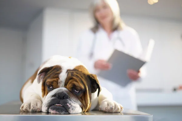 foto colorida cachorro na veterinária com dirofilariose