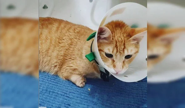 gato teteu