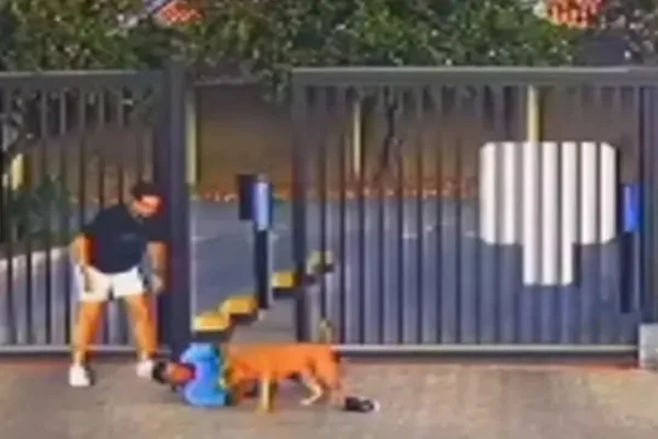 Além de invadir a festa de aniversário, o cachorro atacou o porteiro do condomínio - Metrópoles