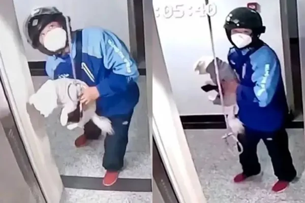 Vídeo: entregador salva cachorro preso em elevador na China