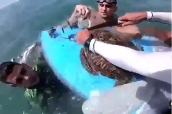 Vídeo: tartaruga presa em rede de pesca é salva por policiais na PB