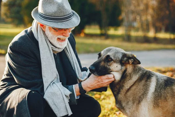 Tem um cãozinho idoso? Confira algumas dicas para adestrá-lo