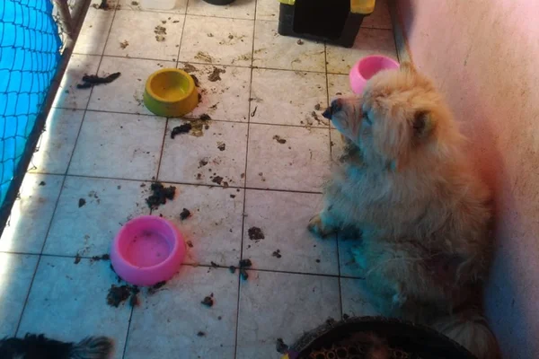 Polícia encontra cachorros maltratados e filhotes mortos em casa no DF