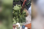 Polícia desarticula plantação profissional de maconha no litoral de SP Polícia desarticula plantação profissional de maconha no litoral de SP