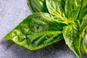 A erva tem compostos fenólicos e flavonoides